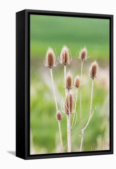Garfield, Washington State, USA. Thistle plants in the Palouse hills.-Emily Wilson-Framed Stretched Canvas