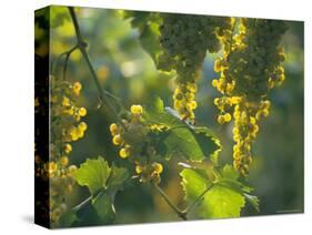 Garganega Grapes, Soave, Veneto, Italy, Europe-Michael Newton-Stretched Canvas