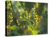 Garganega Grapes, Soave, Veneto, Italy, Europe-Michael Newton-Stretched Canvas