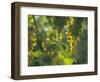 Garganega Grapes, Soave, Veneto, Italy, Europe-Michael Newton-Framed Photographic Print