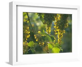 Garganega Grapes, Soave, Veneto, Italy, Europe-Michael Newton-Framed Photographic Print