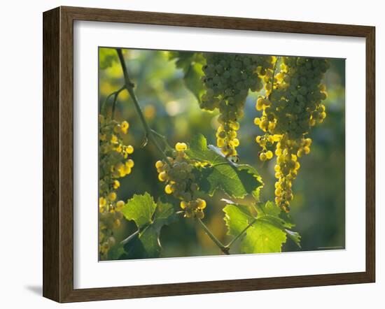 Garganega Grapes, Soave, Veneto, Italy, Europe-Michael Newton-Framed Photographic Print