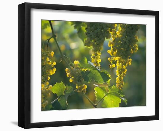 Garganega Grapes, Soave, Veneto, Italy, Europe-Michael Newton-Framed Photographic Print