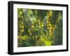 Garganega Grapes, Soave, Veneto, Italy, Europe-Michael Newton-Framed Photographic Print