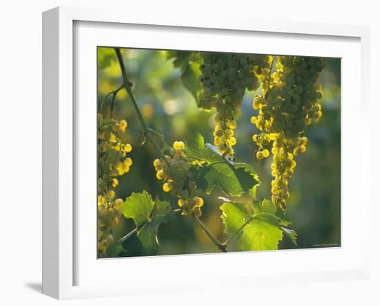 Garganega Grapes, Soave, Veneto, Italy, Europe-Michael Newton-Framed Photographic Print