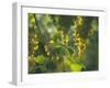 Garganega Grapes, Soave, Veneto, Italy, Europe-Michael Newton-Framed Photographic Print