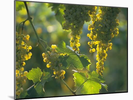 Garganega Grapes, Soave, Veneto, Italy, Europe-Michael Newton-Mounted Photographic Print