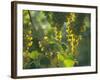 Garganega Grapes, Soave, Veneto, Italy, Europe-Michael Newton-Framed Photographic Print