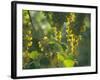 Garganega Grapes, Soave, Veneto, Italy, Europe-Michael Newton-Framed Photographic Print