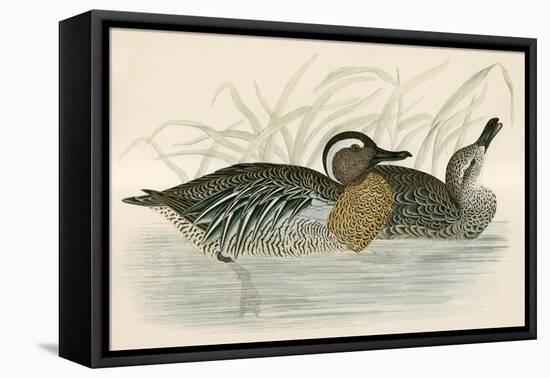 Garganey Teal-Beverley R. Morris-Framed Stretched Canvas