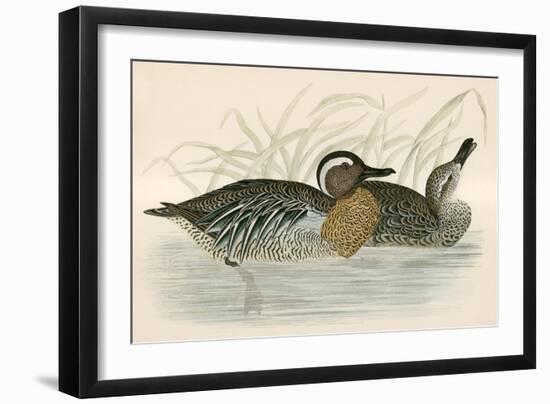 Garganey Teal-Beverley R. Morris-Framed Giclee Print