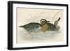 Garganey Teal-Beverley R. Morris-Framed Giclee Print