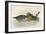 Garganey Teal-Beverley R. Morris-Framed Giclee Print