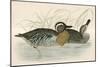 Garganey Teal-Beverley R. Morris-Mounted Giclee Print