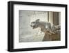 Gargoyle, Jumieges Abbey, Jumieges, Normandy, France-Jim Engelbrecht-Framed Photographic Print