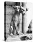 Gargoyle of Cerebus at Notre Dame-null-Stretched Canvas