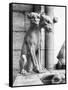 Gargoyle of Cerebus at Notre Dame-null-Framed Stretched Canvas