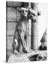 Gargoyle of Cerebus at Notre Dame-null-Stretched Canvas