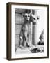 Gargoyle of Cerebus at Notre Dame-null-Framed Photographic Print