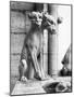 Gargoyle of Cerebus at Notre Dame-null-Mounted Photographic Print