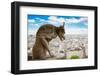 Gargoyle on Notre Dame Cathedral, France-neirfy-Framed Photographic Print