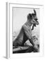 Gargoyle on Notre Dame Cathedral-null-Framed Photographic Print