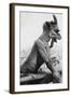 Gargoyle on Notre Dame Cathedral-null-Framed Photographic Print