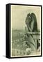 Gargoyle on Notre Dame, Paris-null-Framed Stretched Canvas