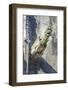 Gargoyle, Rouen, Normandy, France-Jim Engelbrecht-Framed Photographic Print