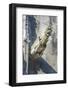 Gargoyle, Rouen, Normandy, France-Jim Engelbrecht-Framed Photographic Print