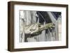 Gargoyle, Rouen, Normandy, France-Jim Engelbrecht-Framed Photographic Print