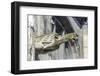 Gargoyle, Rouen, Normandy, France-Jim Engelbrecht-Framed Photographic Print