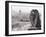 Gargoyle Statue at a Cathedral, Notre Dame, Paris, Ile-De-France, France-null-Framed Photographic Print