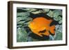 Garibaldi Fish-null-Framed Photographic Print