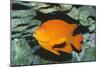 Garibaldi Fish-null-Mounted Photographic Print