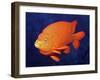 Garibaldi-null-Framed Photographic Print