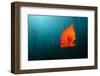 Garibaldifisch, Hypsypops Rubicundus, San Benito Island, Mexico-Reinhard Dirscherl-Framed Photographic Print