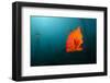 Garibaldifisch, Hypsypops Rubicundus, San Benito Island, Mexico-Reinhard Dirscherl-Framed Photographic Print