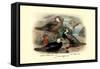 Garlepp'S, Jame's and Turner's Torrent Ducks-Henrick Gronvold-Framed Stretched Canvas