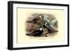 Garlepp'S, Jame's and Turner's Torrent Ducks-Henrick Gronvold-Framed Art Print