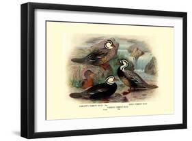 Garlepp'S, Jame's and Turner's Torrent Ducks-Henrick Gronvold-Framed Art Print