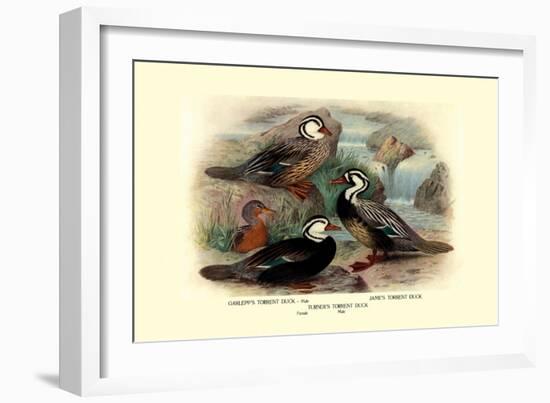 Garlepp'S, Jame's and Turner's Torrent Ducks-Henrick Gronvold-Framed Art Print