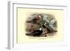 Garlepp'S, Jame's and Turner's Torrent Ducks-Henrick Gronvold-Framed Art Print