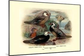 Garlepp'S, Jame's and Turner's Torrent Ducks-Henrick Gronvold-Mounted Art Print