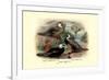 Garlepp'S, Jame's and Turner's Torrent Ducks-Henrick Gronvold-Framed Premium Giclee Print