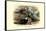 Garlepp'S, Jame's and Turner's Torrent Ducks-Henrick Gronvold-Framed Stretched Canvas