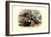 Garlepp'S, Jame's and Turner's Torrent Ducks-Henrick Gronvold-Framed Art Print