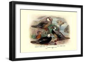 Garlepp'S, Jame's and Turner's Torrent Ducks-Henrick Gronvold-Framed Art Print