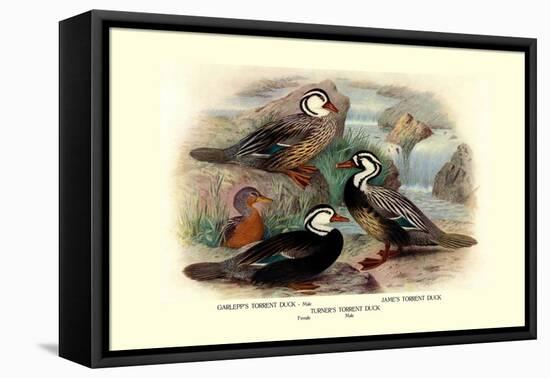 Garlepp'S, Jame's and Turner's Torrent Ducks-Henrick Gronvold-Framed Stretched Canvas