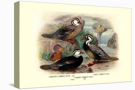 Garlepp'S, Jame's and Turner's Torrent Ducks-Henrick Gronvold-Stretched Canvas